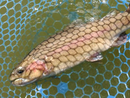 ナイスサイズ連発！ ～岡崎トラウトポンド～